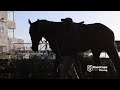 Watch Equus Champion  2-year-old Cousin Casey gallop at HWB Kenilworth with Grant van Niekerk