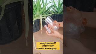 തഴച്ചു പനപോലെ വളരും