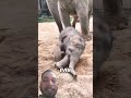 baby elephant ki masti #animals #love #play #trending #wildlife #elephant #shorts