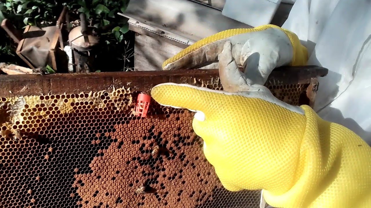 Como aproveitar as realeiras