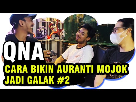 Video: Apakah aurantiacus dalam bahasa latin?