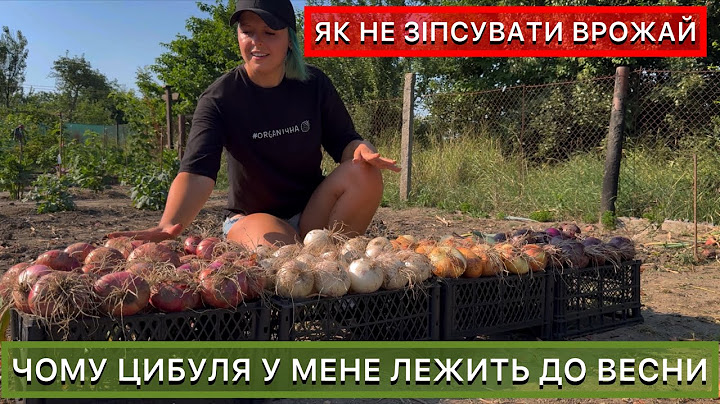 Коли та як правильно викопати цибулю. Як зберегти в домашніх умовах до весни.