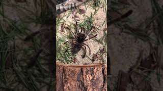 Harriet The Chilean Rose Haired Tarantula Molts
