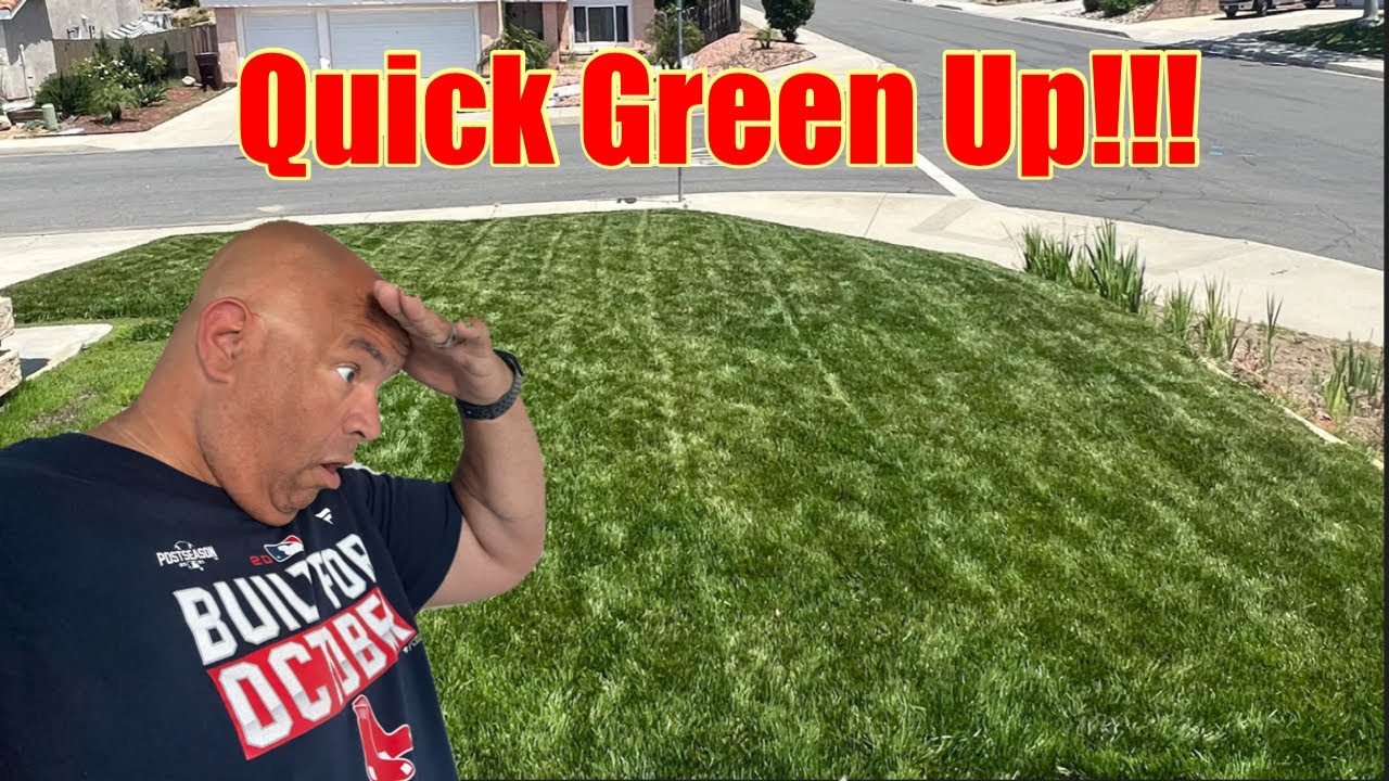 Quickest Lawn Green Up!!! YouTube