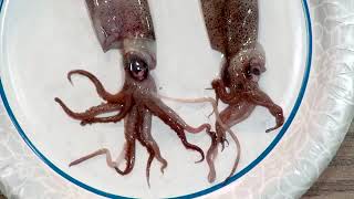 Anywhere Learning: Squid Dissection
