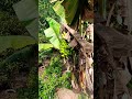 பழம், வாழைப்பழம் / Banana  #agriculture #farming #reels #shorts