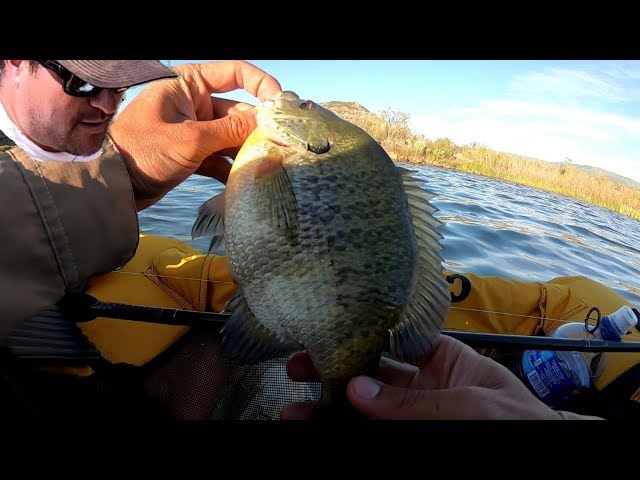 Colorado Float Tube Fishing, 3 Master Angler Catches!!! 