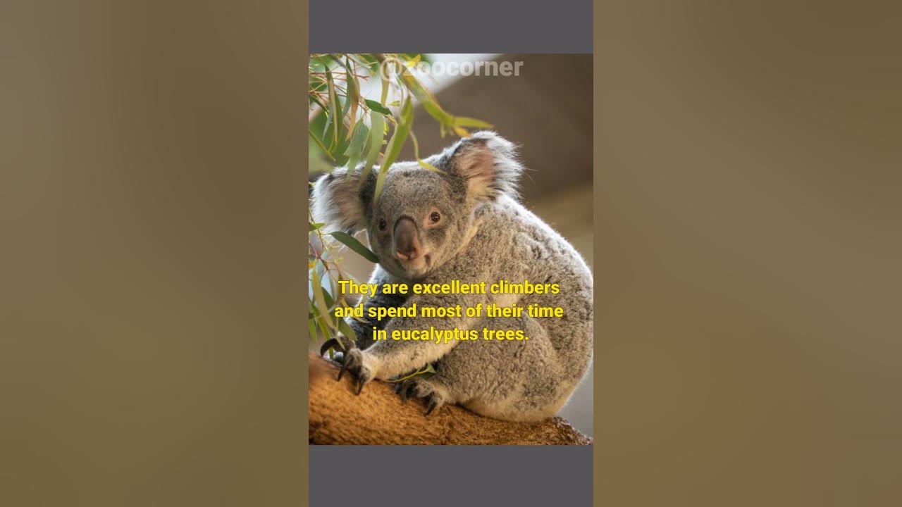 koala-is-the-world-s-dumbest-animal-youtube