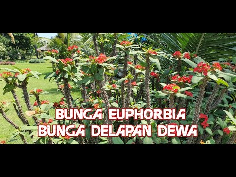 Video: Euphorbia resinous: sifat berguna, ciri pembiakan dan cadangan untuk penjagaan
