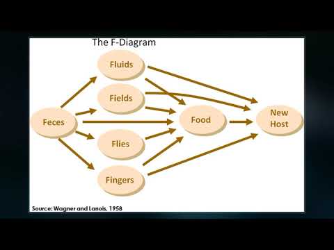 Fecal–oral Route