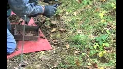 Trapping - Fox and Coyote Flat Set