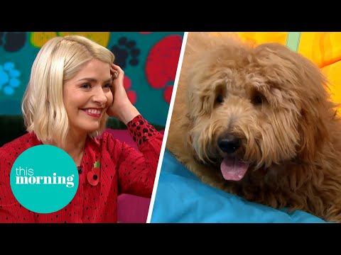 Ned The Dog Steals The Show Whilst Discussing The UK's First TV Channel For Dogs | This Morning