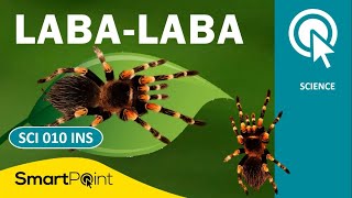 FAKTA MENARIK LABA-LABA (SmartPoint - SCI 010 INS)