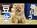 家に慣れてきた赤ちゃん豆柴が、柴犬のご飯に食らいつく