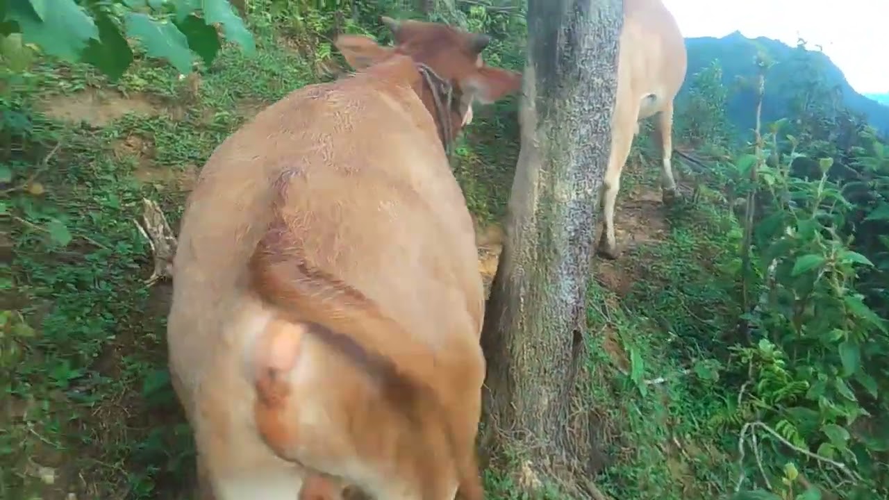 đi xem mấy con bò ở núi xem có cọ để ăn không 