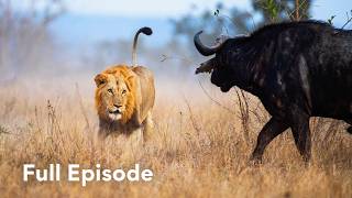 2 Million Animals, Thousands Won't Survive. | Nomads of the Serengeti 101