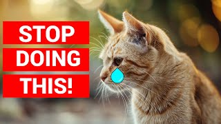 10 Emotional Triggers That Can Distress Your Cat (Be Aware) by Pawmission 8 views 1 day ago 9 minutes, 34 seconds