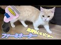 猫用ブラシ「ファーミネーター」で子猫をブラッシングしてみた