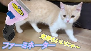 猫用ブラシ「ファーミネーター」で子猫をブラッシングしてみた