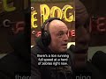 Guest reflects on how modern city people are completely disconnected from the constant violence a