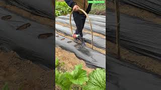 🔥🌱 Arched Bamboo Handle Gas Torch Assembly for Mulch Film Hole Burning