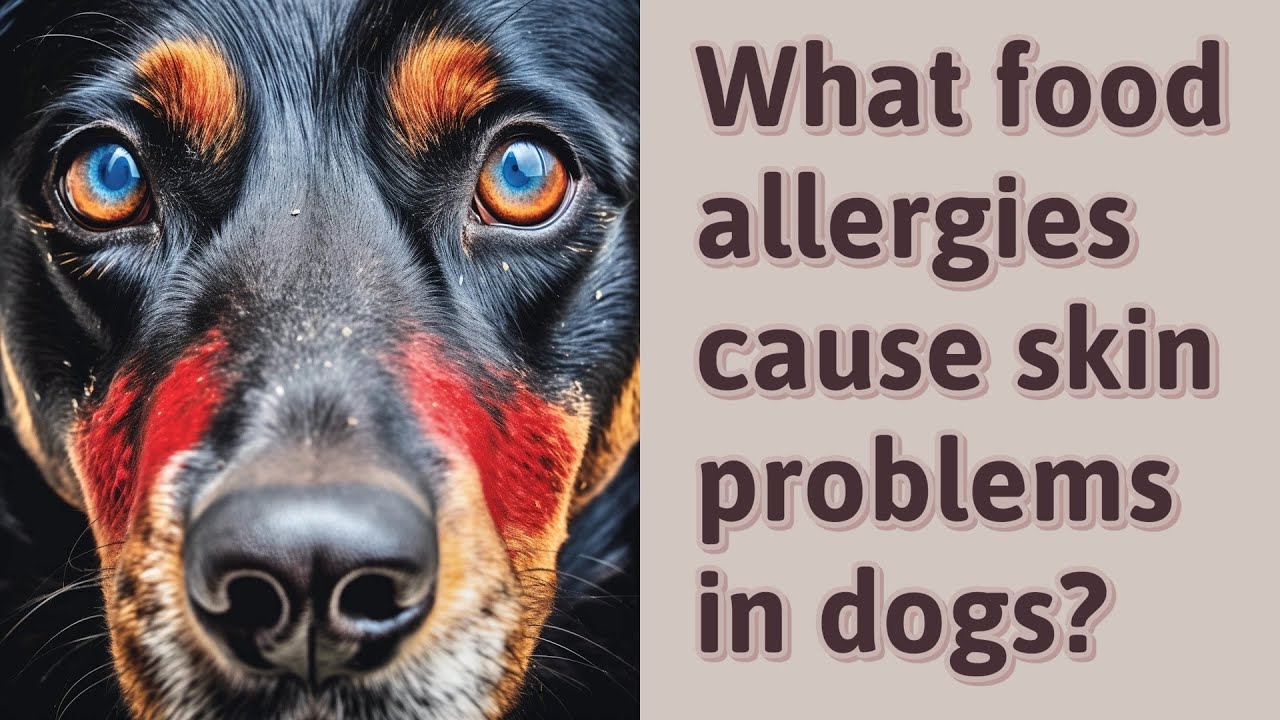 What Food Allergies Cause Skin Problems In Dogs YouTube What Food Allergies Cause Skin Problems In Dogs YouTube