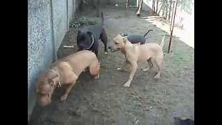 Pack Of Pitbulls And One Pincher In The Yard.