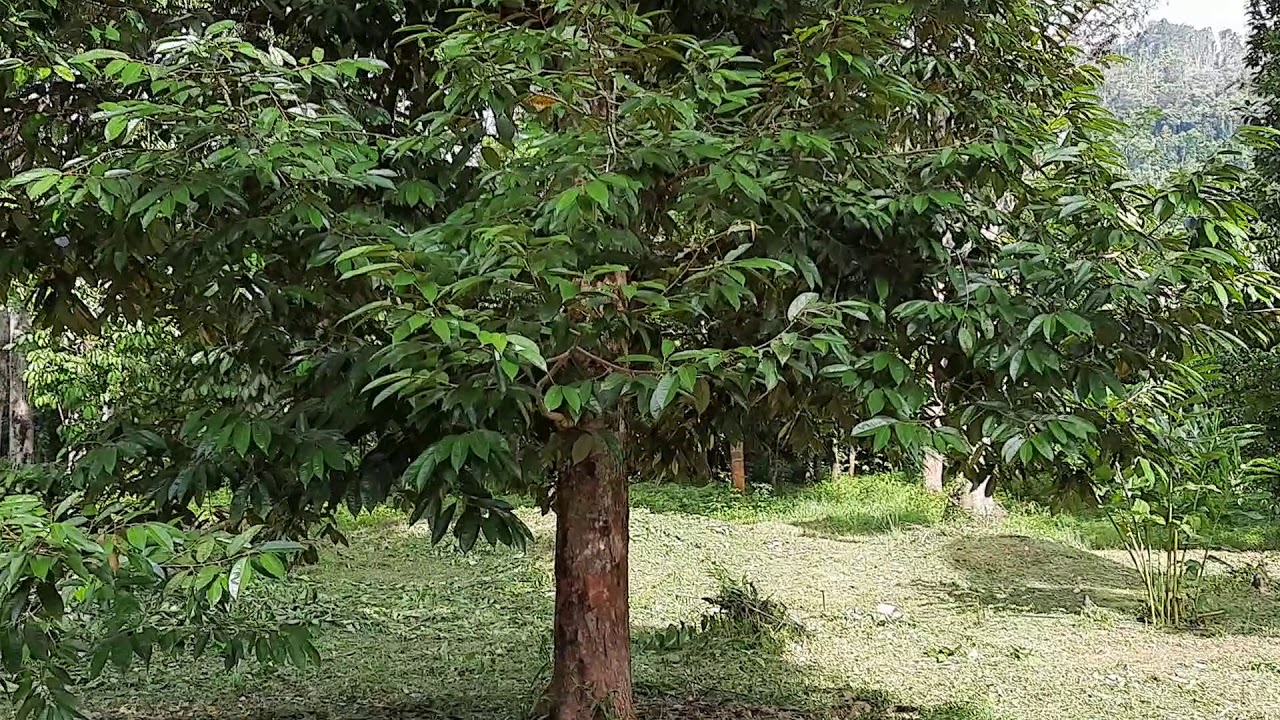 Kebun Durian di Pasir Putih, Kelantan