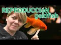 ❤️Peces Goldfish, reprodución y alimentación de los alevines 😊🐠