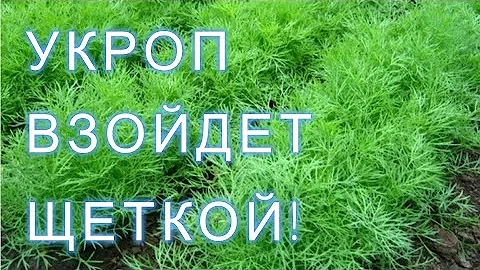 УКРОП ВЗОЙДЕТ ЩЕТКОЙ! Посейте так укроп под зиму, получите дружные всходы весной!