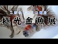 二匹のキャリコ蝶尾　極光金魚展　20200822