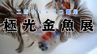 二匹のキャリコ蝶尾　極光金魚展　20200822