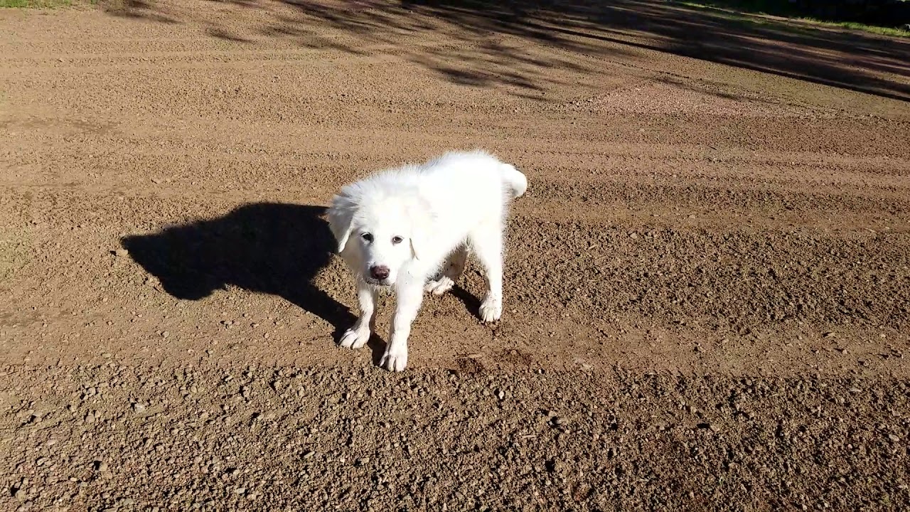 Great Pyrenees exploring the water. YouTube