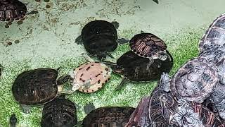 Cannibal turtles