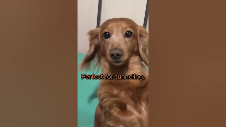 Why Wiener Dogs Act Like Tiny Bodyguards 😂 | Dachshunds Explained in 40 Seconds!