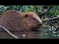 Beaver Biology and Behavior
