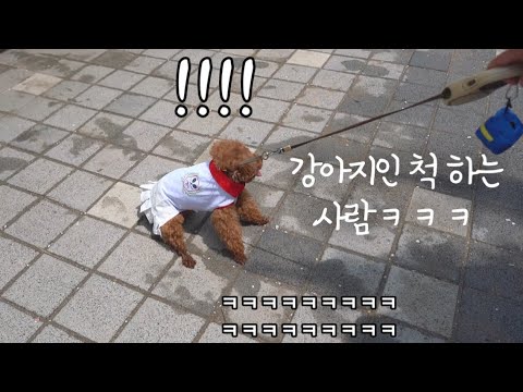 <strong>털</strong> 쓰고 강아지인척 <strong>하는</strong> 사람 ㅋㅋㅋ