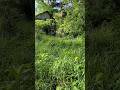 #rurallife#rural#homestead#agriculture#agro#farming#farmer#farm#garden#dailyshorts#repair #diy#daily