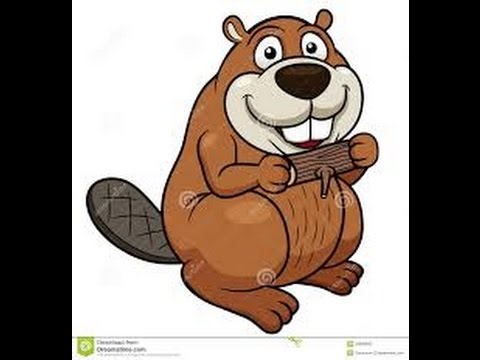 Бобру барабан. Барабаны бобров. Бобру барабан. Бобер смешной. 02.