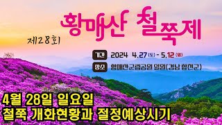 (4K)합천 가볼만한곳 황매산 철쭉제 개화현황과 예상 절정시기/Hapcheon Hwangmaesan Azalea Festival