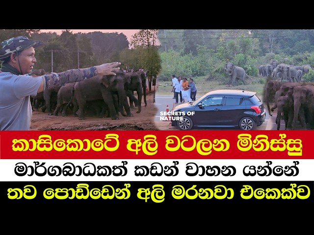 කාසිකොටේ අලි වටලන මිනිස්සු | මාර්ගබාධකත් කඩන් වාහන යන්නේ | තව පොඩ්ඩෙන් අලි මරනවා එකෙක්ව