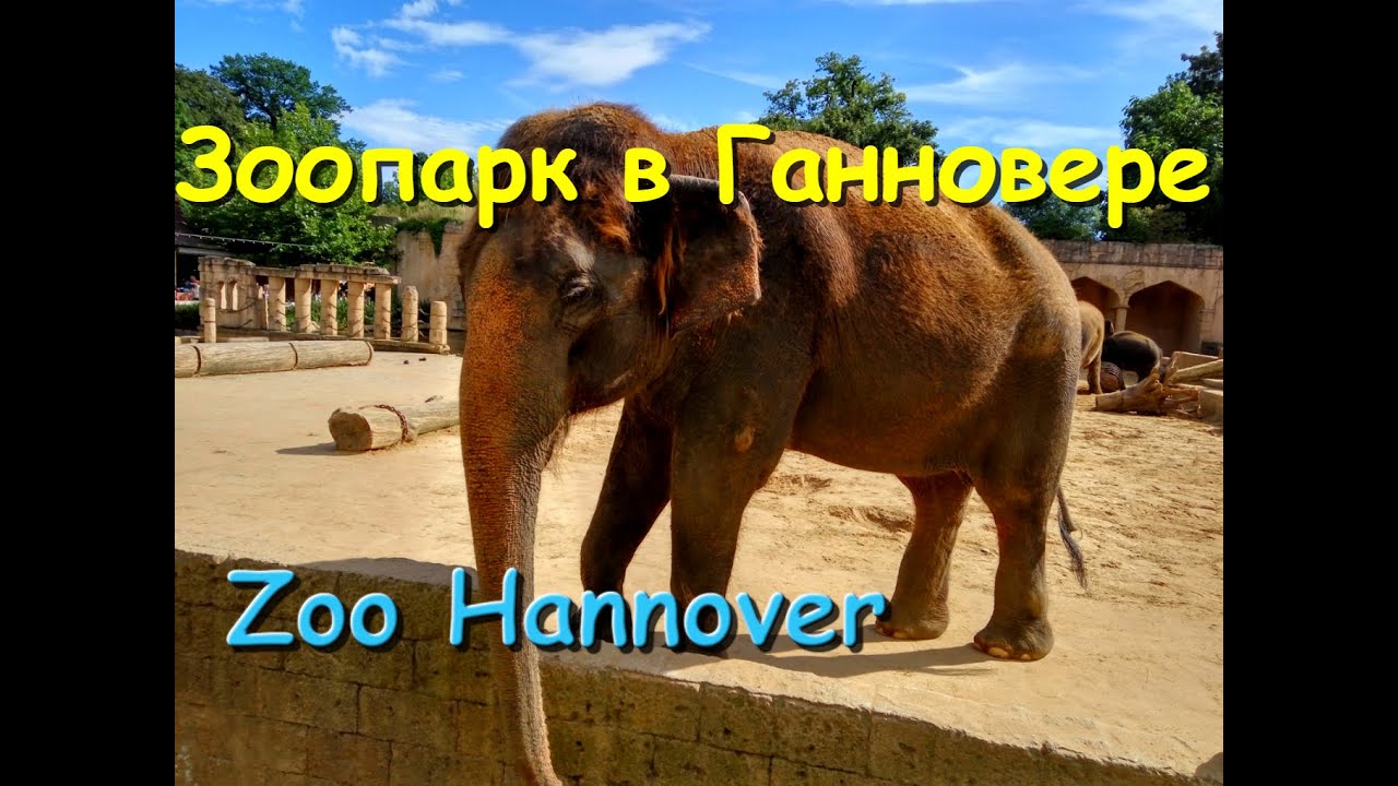 Зоопарк в Ганновере (Zoo Hannover) 07.08.2016