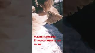 Buttercup believes she can fly