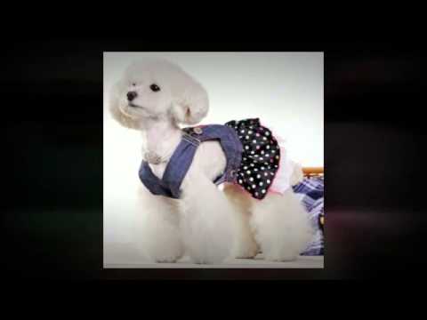 Small Pet Clothes - Luxury Pet Accessories Or a Must Have?