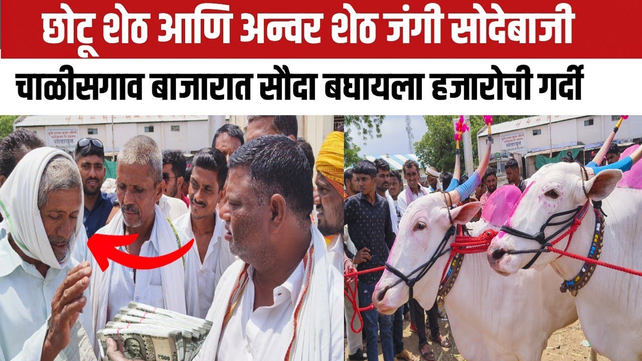 अनवर शेठ आणि छोटू शेठ जंगी सौदेबाजी चाळीसगाव बाजार | चाळीसगाव बाजार सौदे | खिल्लार बैल बाजार