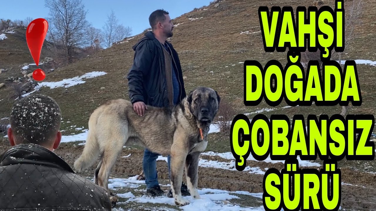 1.000.000 TL LİK  KOYUN SÜRÜSÜ 18 TANE KANGAL KÖPEĞE EMANET~ÇOBANSIZ SÜRÜ~SÜRÜ KAYIP