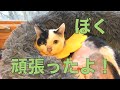 【29】左下半身ほぼ全域の皮膚が壊死していた保護猫モーちゃん長い入院治療を経て退院☆厳寒の年末は思わぬ保護ラッシュ！