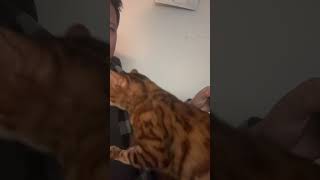 Affection attack from Henry #bengalcatsworld #cat #henrythebengal #catsofyoutube #catlover #meow