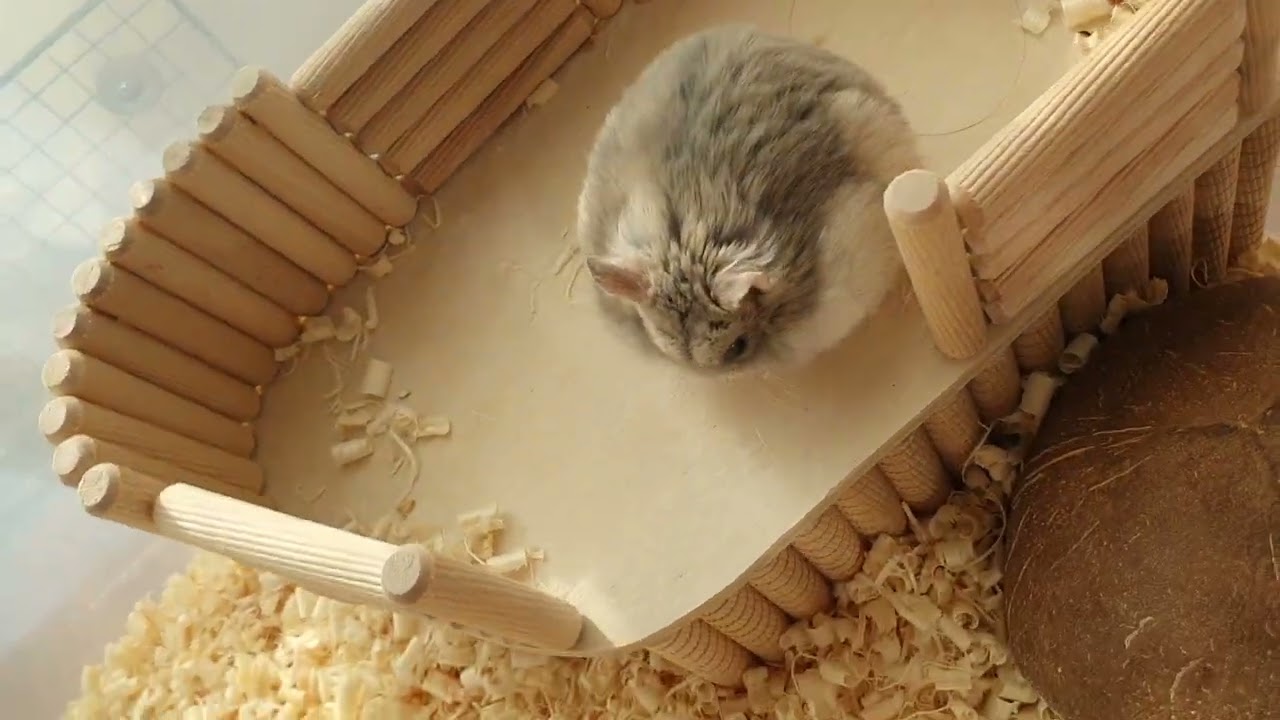 밥 많이 먹고 돼지가 된 햄스터