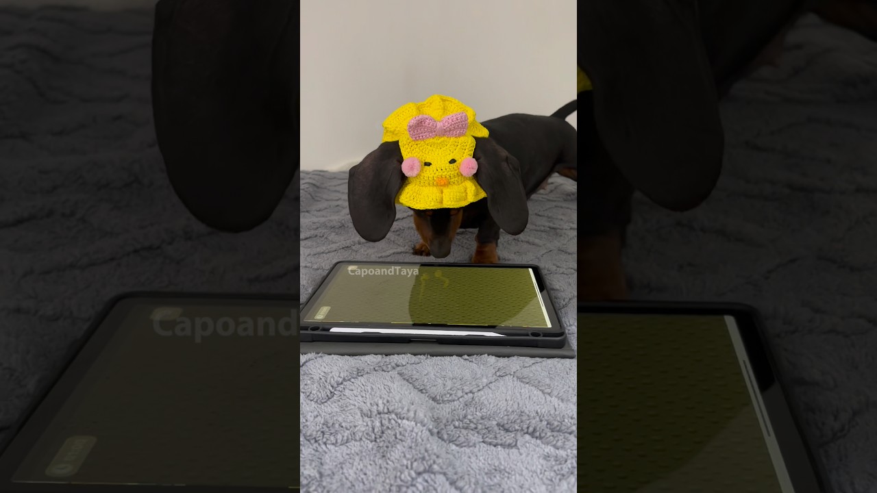 Dachshund never miss an opportunity #dog #dogs